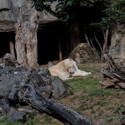 2025-08 - Ouwehands Dierenpark