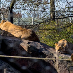 2026-02 - Diergaarde Blijdorp